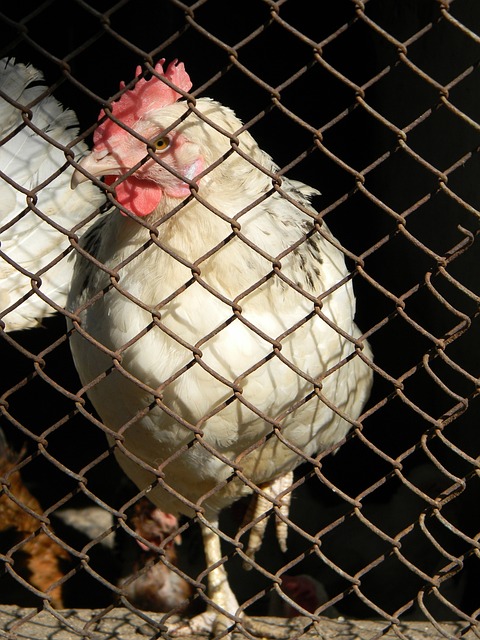 罗万象的视 罗万象的视